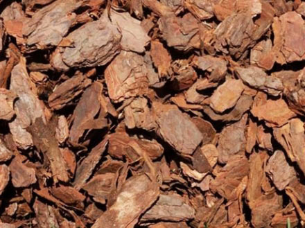 Kora sosnowa średnio-gruba